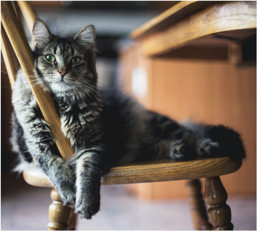 cat_square