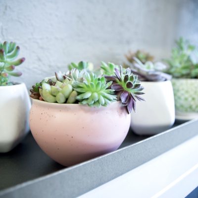 succulent-plants_t20_WQ1xAV