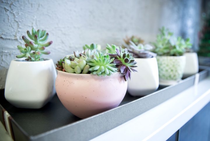 succulent-plants_t20_WQ1xAV