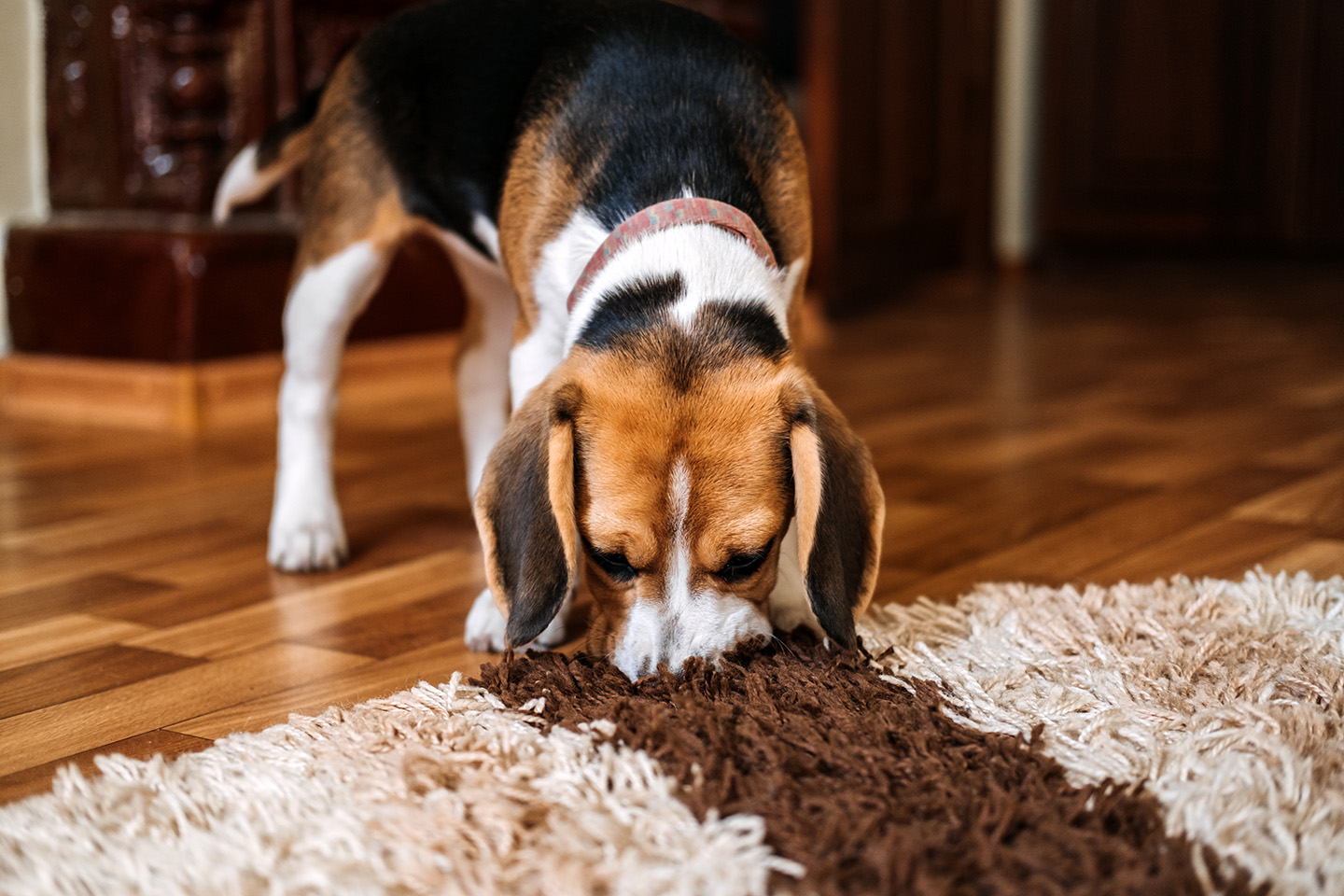 Hund nosar på mattan i lägenhet